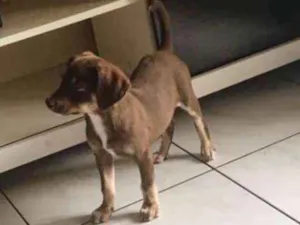 Cachorro raça vira lata idade 2 a 6 meses nome Sem nome 