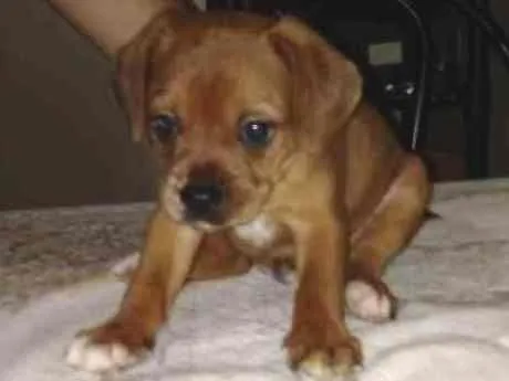 Cachorro ra a Vira lata  idade 2 a 6 meses nome Sem nome