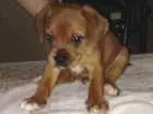 Cachorro raça Vira lata  idade 2 a 6 meses nome Sem nome