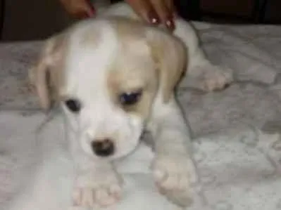 Cachorro ra a Vira lata  idade 2 a 6 meses nome Sem nome