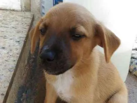 Cachorro raça  idade 2 a 6 meses nome eros