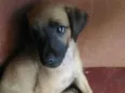 eros