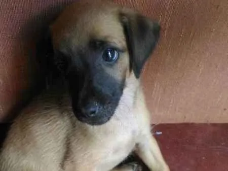 Cachorro raça  idade 2 a 6 meses nome eros