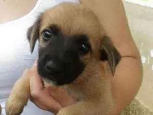 Cachorro raça  idade 2 a 6 meses nome eros