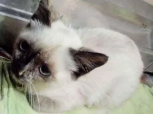 Gato raça SRD idade Abaixo de 2 meses nome Nick