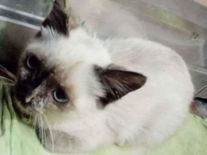 Gato ra a SRD idade Abaixo de 2 meses nome Nick