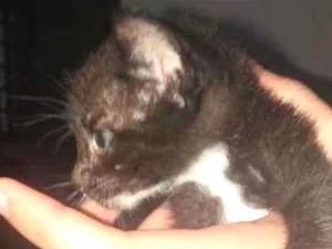 Gato raça Incerta idade Abaixo de 2 meses nome Não possui nome