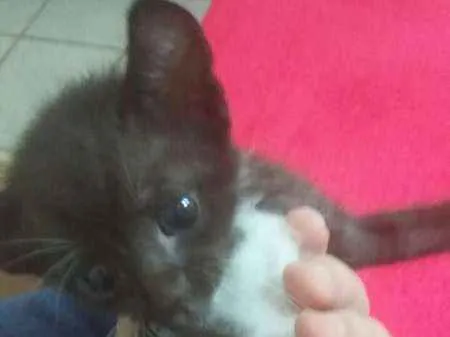 Gato raça Incerta idade Abaixo de 2 meses nome Não possui nome