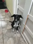 Menina