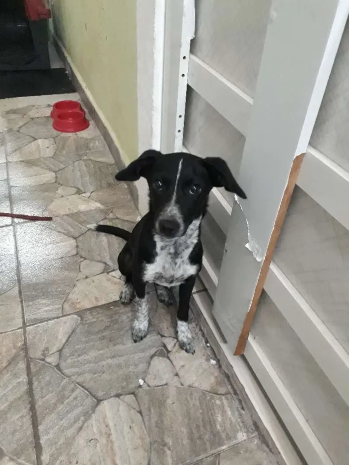 Cachorro raça Não sei idade 7 a 11 meses nome Menina
