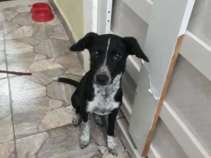 Cachorro raça Não sei idade 7 a 11 meses nome Menina