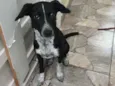 Menina