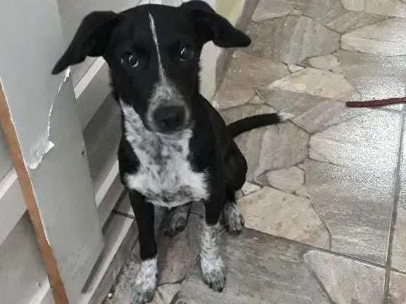 Cachorro raça Não sei idade 7 a 11 meses nome Menina
