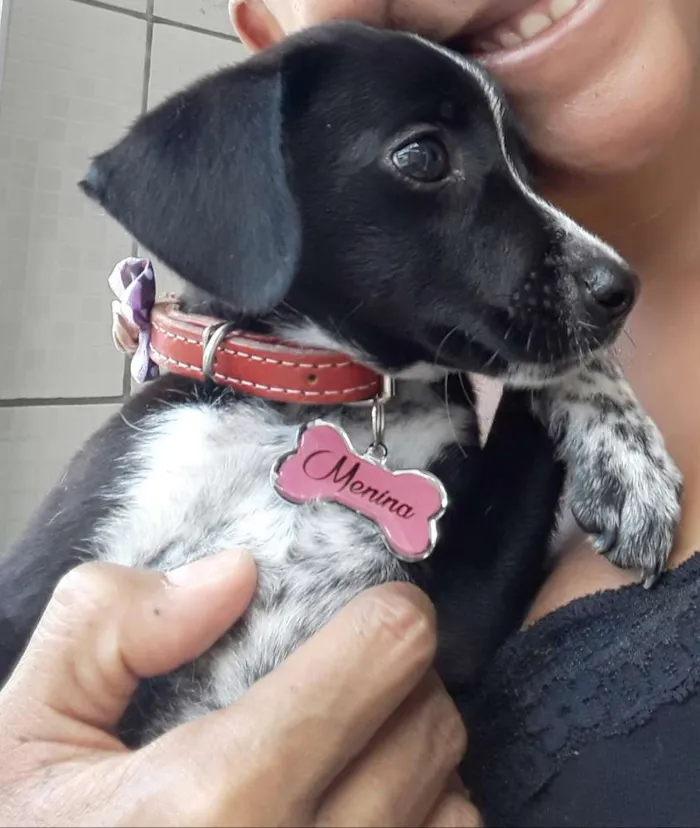 Cachorro raça Não sei idade 7 a 11 meses nome Menina