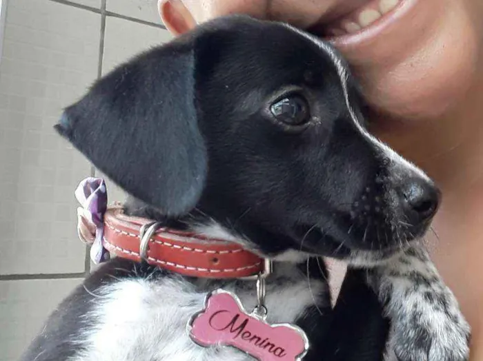 Cachorro raça Não sei idade 7 a 11 meses nome Menina