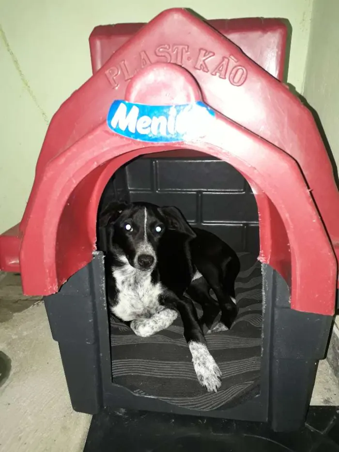 Cachorro raça Não sei idade 7 a 11 meses nome Menina