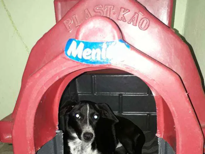 Cachorro raça Não sei idade 7 a 11 meses nome Menina