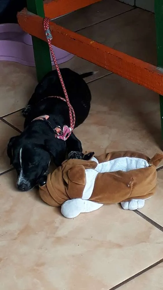 Cachorro raça Não sei idade 7 a 11 meses nome Menina