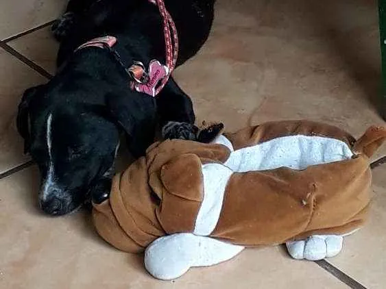 Cachorro raça Não sei idade 7 a 11 meses nome Menina