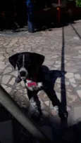 Menina
