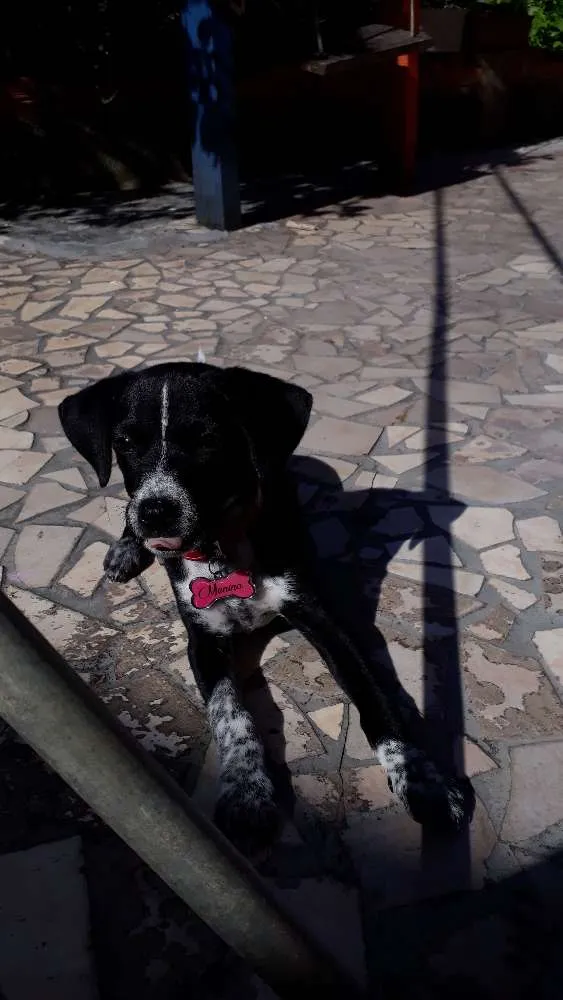 Cachorro raça Não sei idade 7 a 11 meses nome Menina