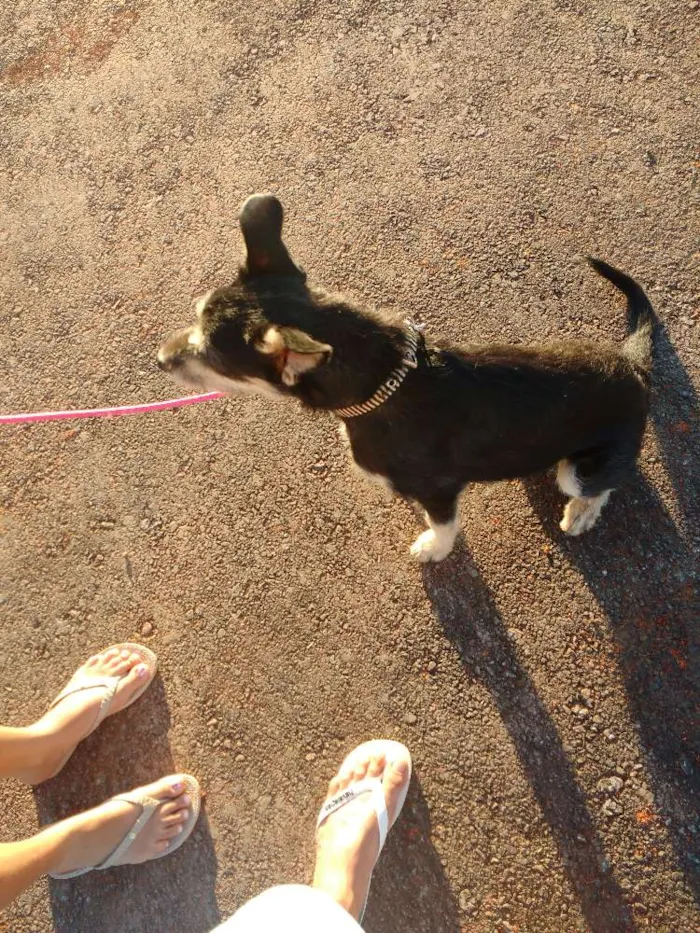 Cachorro raça Sem raça definida idade 7 a 11 meses nome Luna