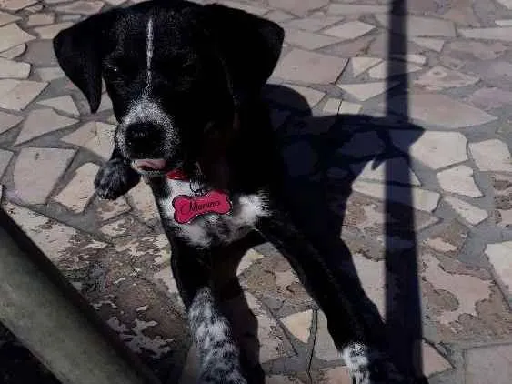 Cachorro raça Não sei idade 7 a 11 meses nome Menina