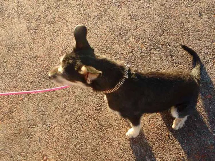 Cachorro raça Sem raça definida idade 7 a 11 meses nome Luna