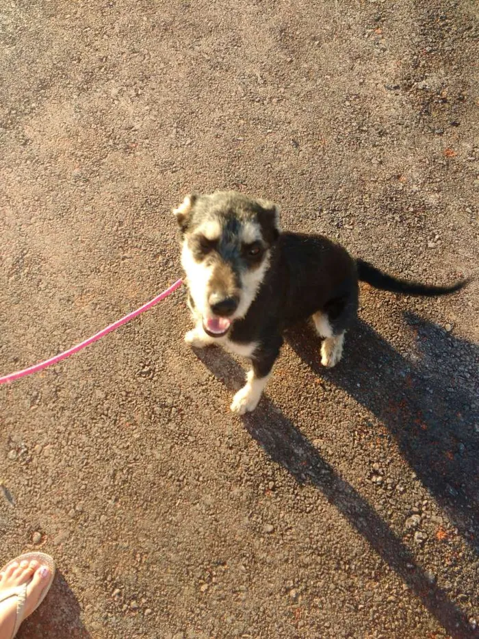 Cachorro raça Sem raça definida idade 7 a 11 meses nome Luna
