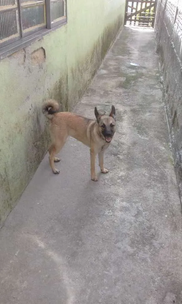 Cachorro ra a mestiça idade 7 a 11 meses nome Pucka