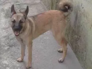 Cachorro raça mestiça idade 7 a 11 meses nome Pucka