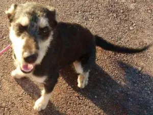 Cachorro raça Sem raça definida idade 7 a 11 meses nome Luna