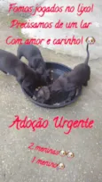 ADOÇÃO URGENTE