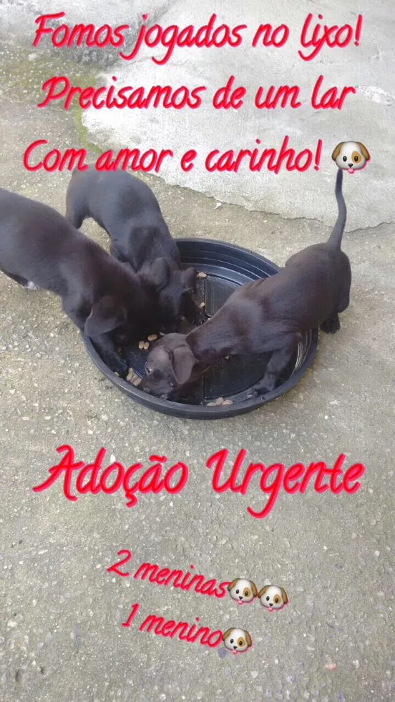 Cachorro raça SRD  idade 2 a 6 meses nome ADOÇÃO URGENTE