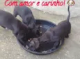 ADOÇÃO URGENTE