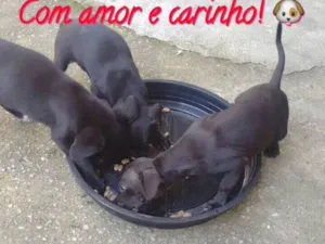 Cachorro raça SRD  idade 2 a 6 meses nome ADOÇÃO URGENTE