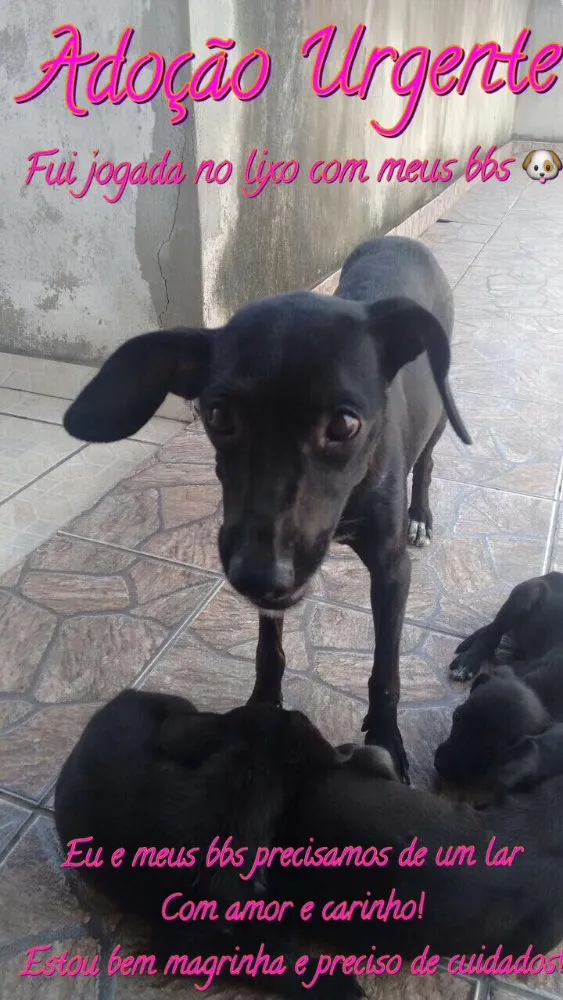 Cachorro raça SRD  idade 2 a 6 meses nome ADOÇÃO URGENTE