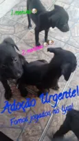 ADOÇÃO URGENTE