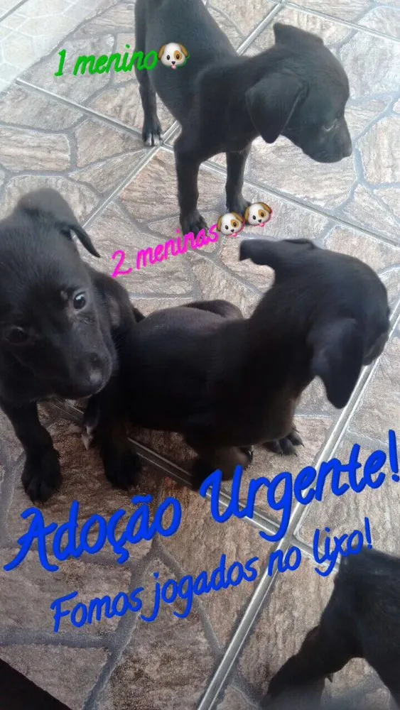 Cachorro raça SRD  idade 2 a 6 meses nome ADOÇÃO URGENTE