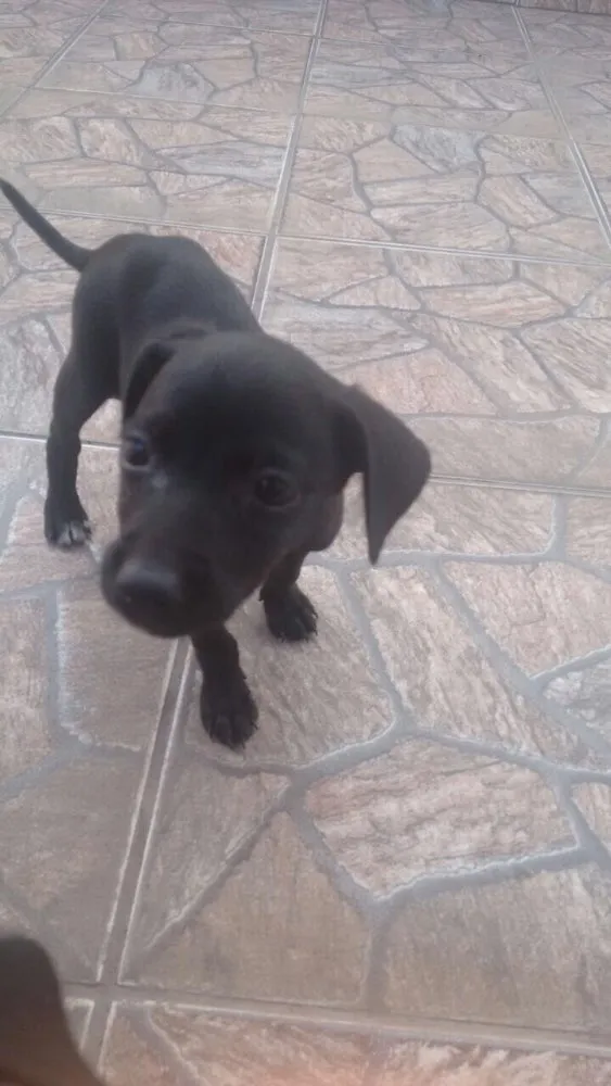 Cachorro raça SRD  idade 2 a 6 meses nome ADOÇÃO URGENTE