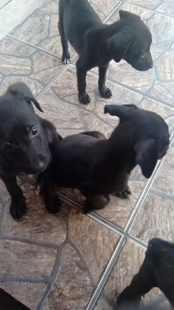 Cachorro raça SRD  idade 2 a 6 meses nome ADOÇÃO URGENTE