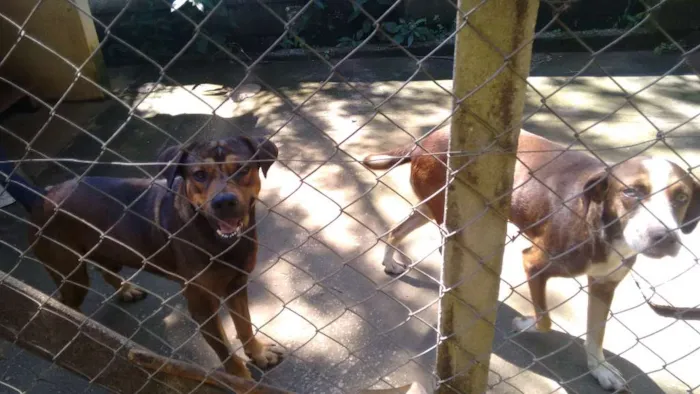 Cachorro raça SRD idade 3 anos nome Max e Maricota