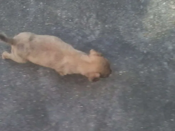 Cachorro ra a mestiço idade Abaixo de 2 meses nome sem nome