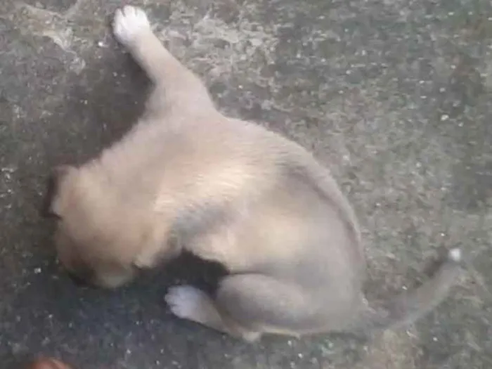 Cachorro ra a mestiço idade Abaixo de 2 meses nome sem nome