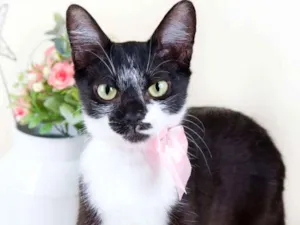 Gato raça SRD idade 2 a 6 meses nome Zara