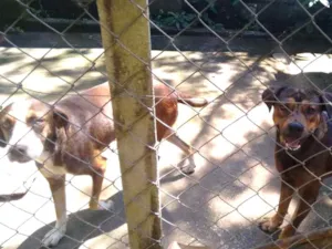 Cachorro raça SRD idade 3 anos nome Max e Maricota