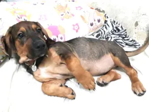 Cachorro raça Indefinida idade 2 a 6 meses nome Cindy