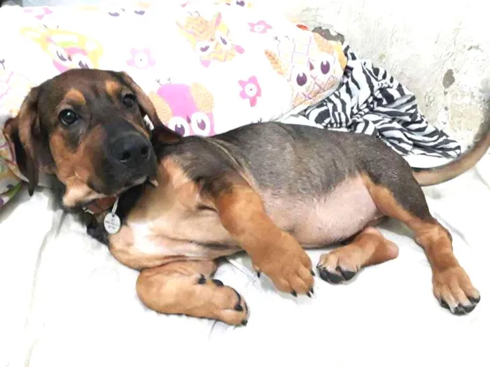 Cachorro ra a Indefinida idade 2 a 6 meses nome Cindy