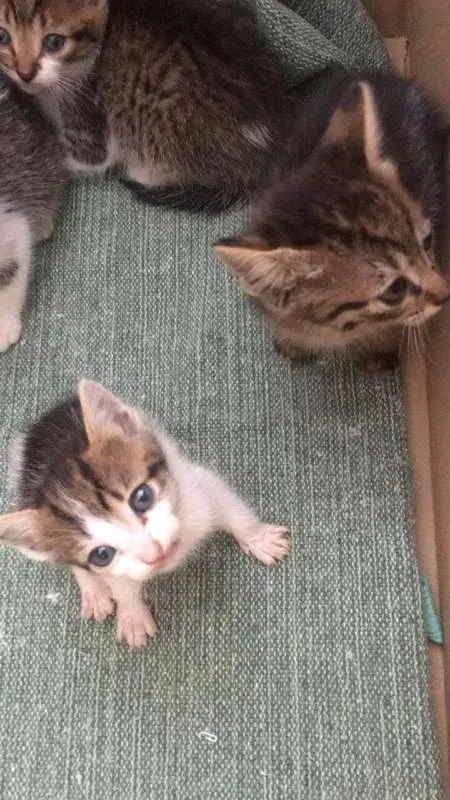 Gato ra a SRD idade 2 a 6 meses nome FILHOTES