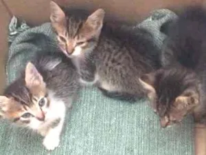 Gato raça SRD idade 2 a 6 meses nome FILHOTES